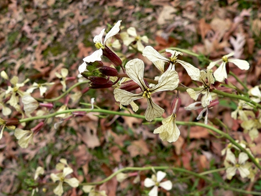 {Eruca vesicaria ssp. sativa}